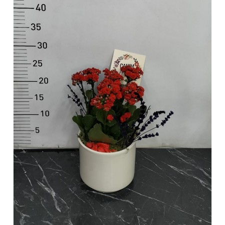 beyaz beton saksı da kalanchoe çiçeği
